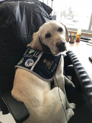 Odie, Bonnyville Victim Services support dog sitting on an office chair at a desk
