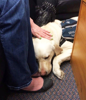 Odie, Bonnyville Victim Services support dog sleeping after a long day of helping others